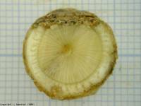 Image phoma class 2 : 0-25% of discoloured cross-section.