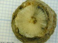 Image phoma class 3 : 25-50% of discoloured cross-section.