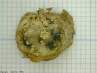 Image phoma class 4 : 50-75% of discoloured cross-section.