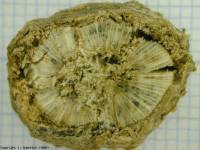 Image phoma class 5: 75-100% of discoloured cross-section.