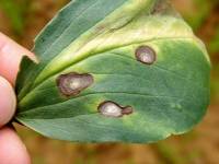 Extension of the primary symptoms of ascochyta blight on faba bean leaf: anthocyanin edging, pycnidia on the central ash-gray area