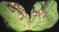 Symptoms of ascochyta blight on faba bean leaves: appearance of dropping