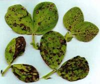 Symptoms of chocolate spot disease on faba bean leaf