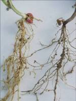 Symptoms of Aphanomyces euteiches on pea roots