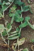 Symptoms of ascochyta blight (caused by Ascochyta pisi) on pea plant