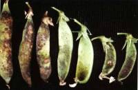 Symptoms of ascochyta blight on pea pods