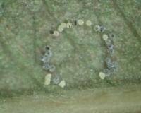 Eggs of Whitefly (Trialeurodes vaporariorum)