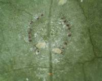 Larvae and eggs of Whitefly (Trialeurodes vaporariorum)