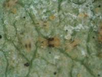 Adult, larvae and eggs of Tetranychus urticae