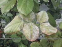 Web of Tetranychus urticae (Koch) on a rose leaf