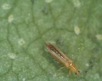 Adult of thrips