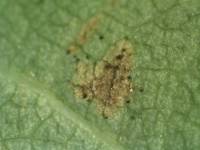 Damages caused by thrips on rose foliole, with dejections