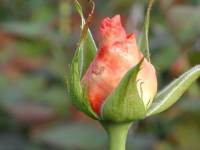 Damages caused by thrips on rosebud
