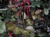 Damages caused by thrips on young rose shoot