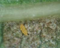 Thrips larvae