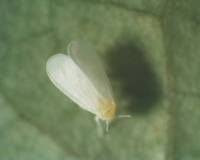 Whitefly (Trialeurodes vaporariorum): adult