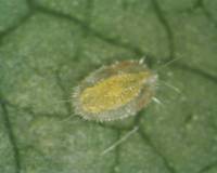 Larvae of Whitefly (Trialeurode vaporariorum)