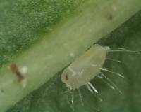 Pupal instar of Whitefly