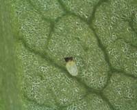 Whitefly early stage of larvae