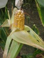 Picture of Pink ear rot of maize