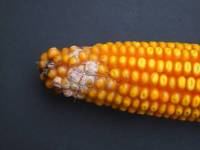 Picture of red ear rot of maize