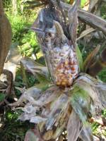 Picture of Red ear rot of maize