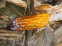 Picture of Red ear rot of maize