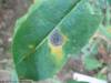 Example for Mycosphaerella brassicicola on oilseed rape