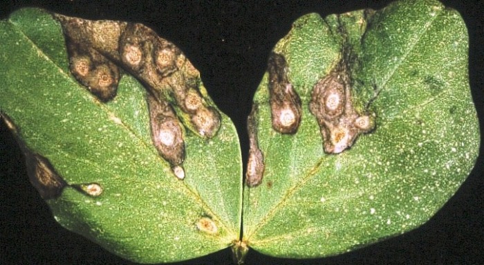 Symptoms of ascochyta blight on faba bean leaves: appearance of dropping